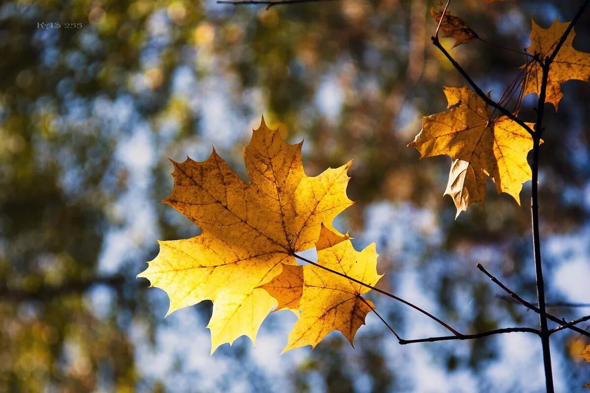 одинокий осенний лист на ветке. прощание с летом сергей. последний жёлтый лист кружась. желтые листья. последний лист фото.