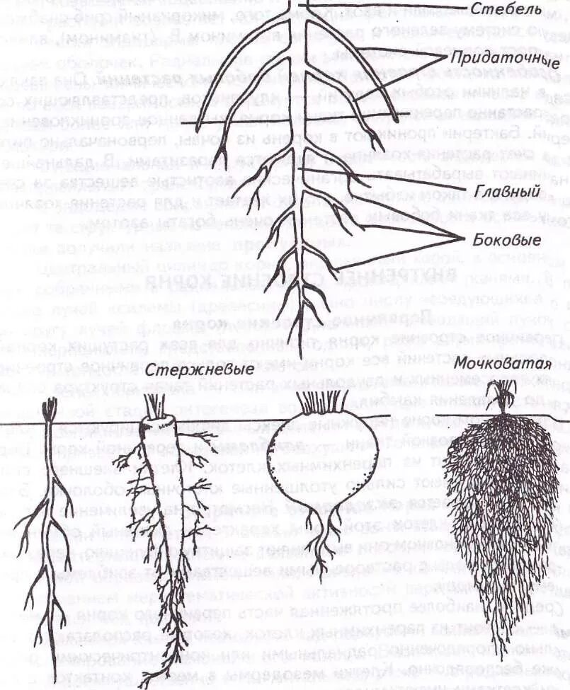 Типы корневых систем у растений. Схема корневые системы схема растений.