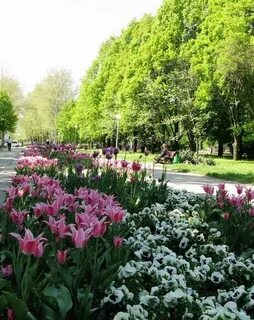 Краснодар в цвету