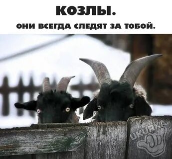 Кацапы это кто