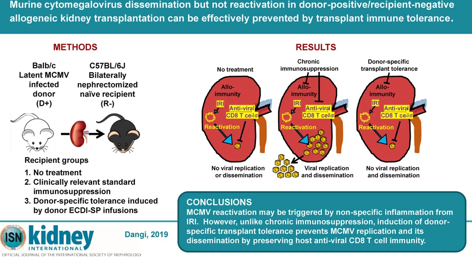 Цитомегаловирус почки. Transplantation 1949 immune tolerance. Реципиент трансплантация