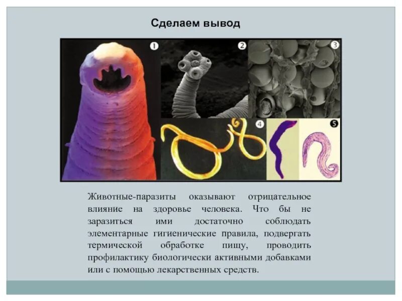 Презентация на тему паразиты. Глисты биология