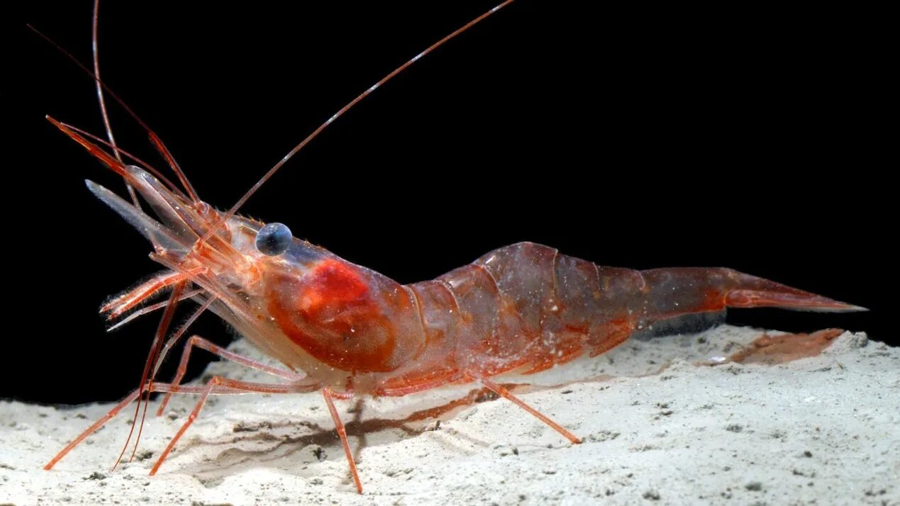 Креветка какое семейство. White. Neocaridina davidi. Креветка красный кристалл. Креветки neocaridina heteropoda.