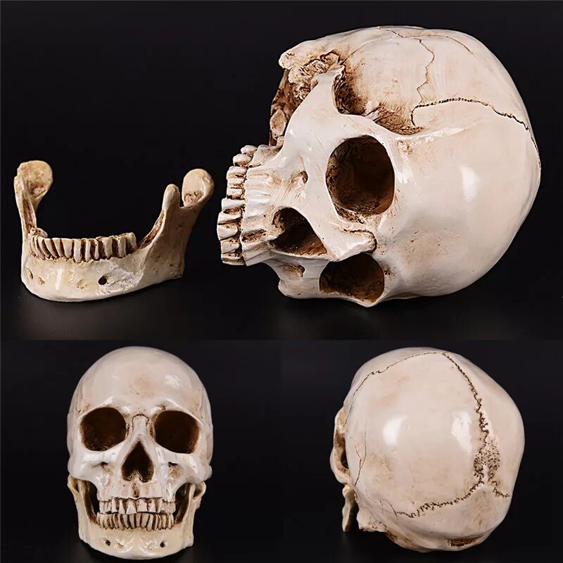 Медицинский череп. Бусина anatomical skull. череп муляж. муляж черепа человека.