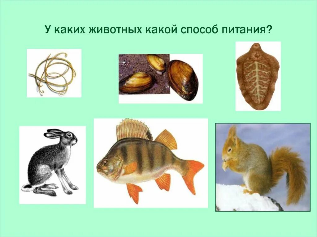 Способы добывания пищи у растительноядных животных. Способы питания животных. способы добывания пищи животными. какой способ питания у животных. способы добывания пищи многоклеточных организмов.