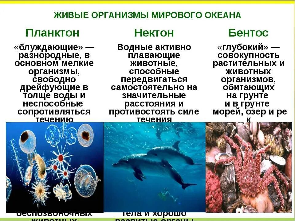 В верхнем слое воды обитает больше организмов. Планктон Нектон бентос. Планктон 2. Нектон 3. бентос. Планктон Нектон бентос таблица. Живые организмы в океане планктон Нектон бентос.