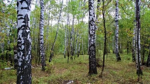 Открыли березовую рощу