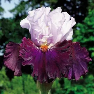 Iris full