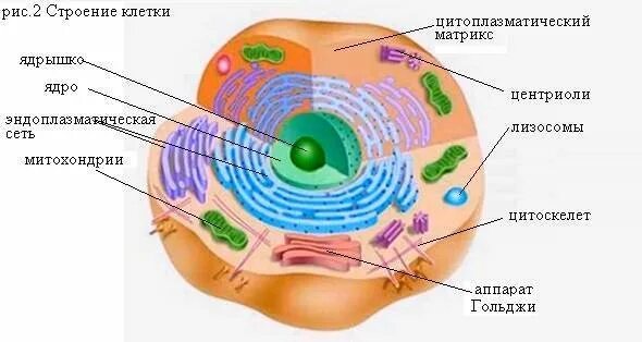 Животная клетка под электронным микроскопом. Строение животной клетки. Строение клетки микроскоп. Клетка человека под микроскопом строение.