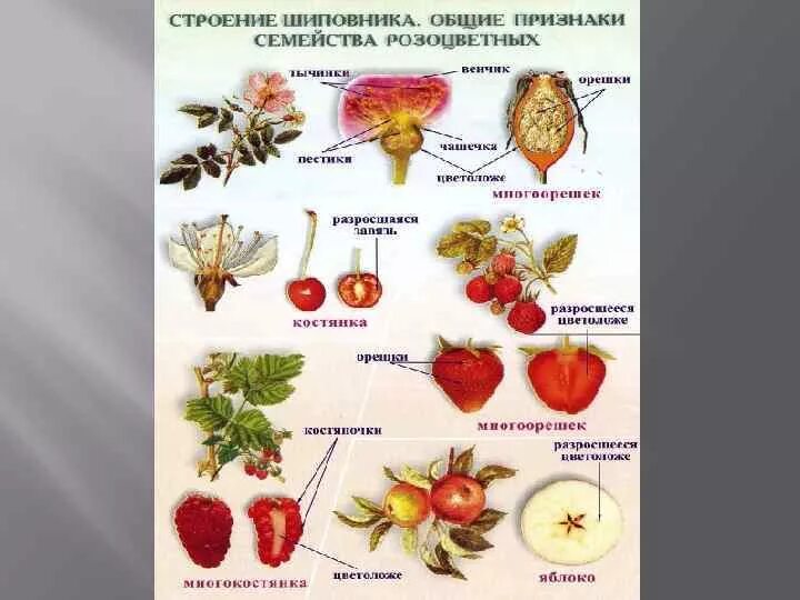 Плод костянка семейство. Семейство Розоцветные шиповник. Строение плода шиповника. Семейство Розоцветные плод. Типы плодов розоцветных.