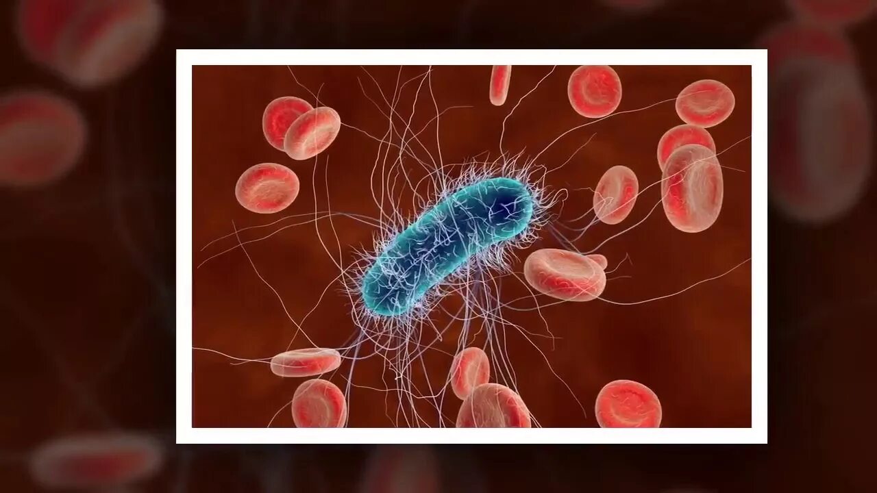 Человек кишечная палочка тип взаимодействия. Escherichia coli жгутики. Эшерихия коли пиелонефрит. Бактерии Escherichia coli. Гиф. Биопленка Escherichia coli.