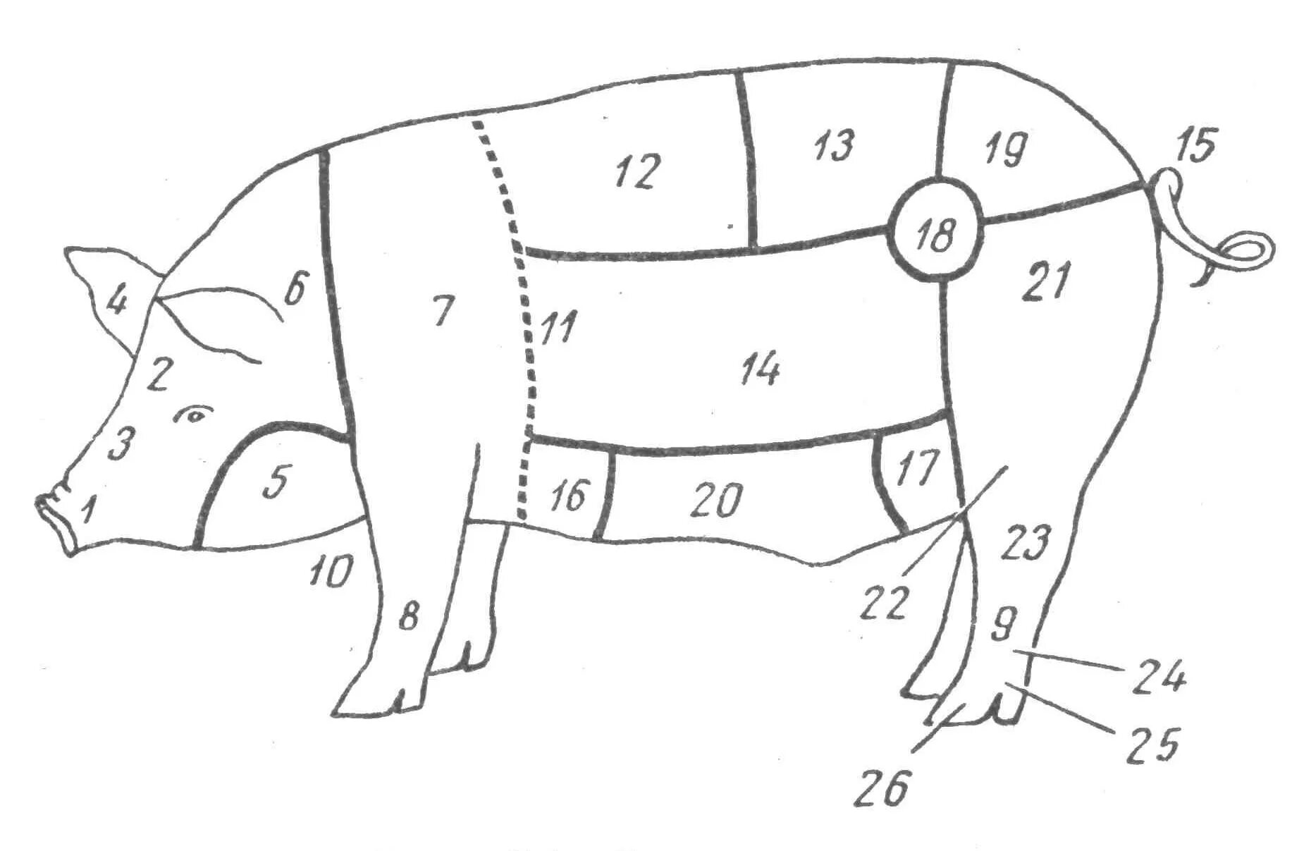 5 свиных туш. Области тела свиньи. Стати тела свиньи. Стати экстерьера свиньи. Части тела свиньи схема.