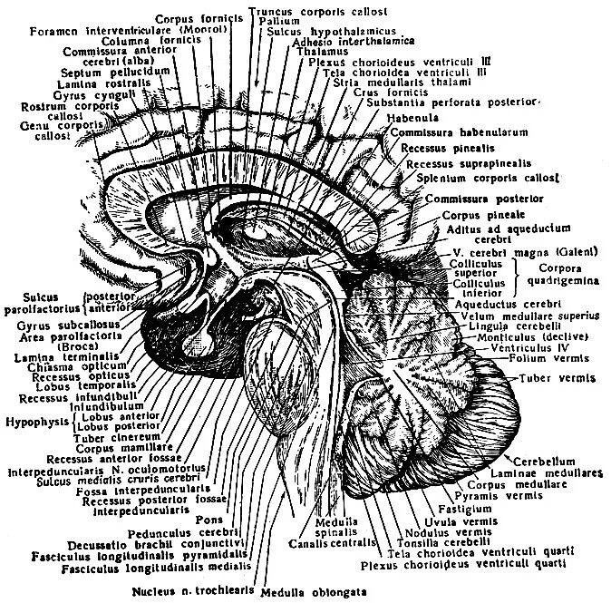 Головной мозг Сагиттальный разрез атлас. Сагиттальный срез головного мозга схема. Головной мозг строение анатомия латынь. Сагиттальный разрез головного мозга анатомия. Ствол латынь