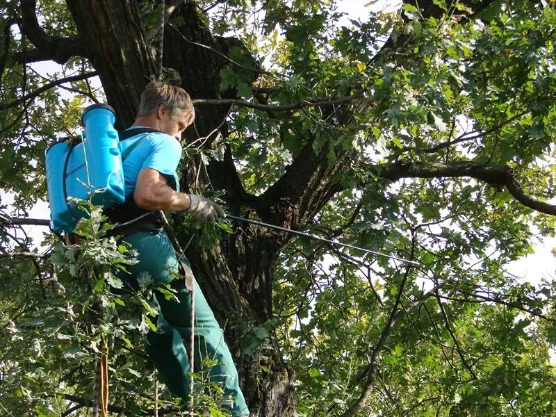 Какие деревья лечат. Какие деревья лечат. Лечение деревьев. Лечебная сила деревьев. Обнимает дерево.
