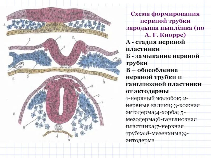 Процесс формирования нервной трубки. Схема формирования нервной трубки. дифференцировка эктодермы гистология. стадии формирования нервной трубки. формирование нервной пластинки.