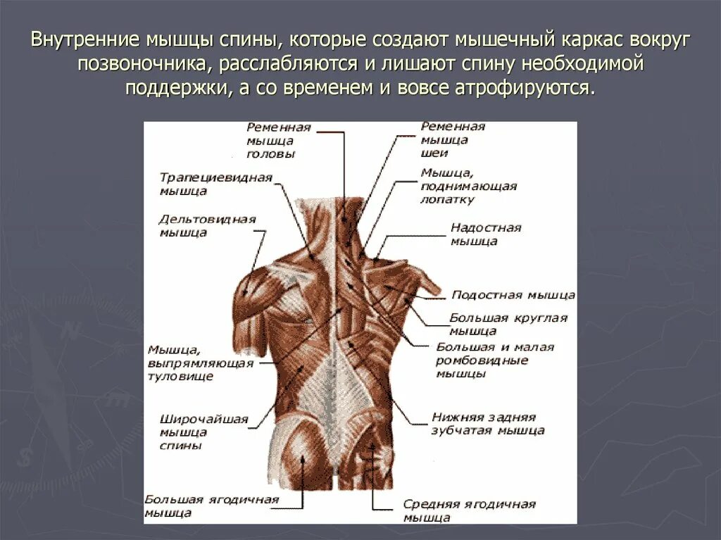 Почему дергается спина