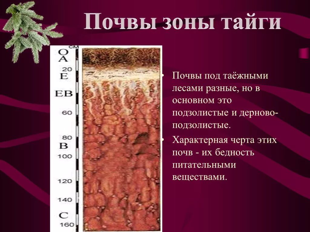 Подзолистые почвы тайги. Тайга Тип почвы. Природная зона Тайга почвы. Почвы тайги в России. Рельеф природной зоны тайги