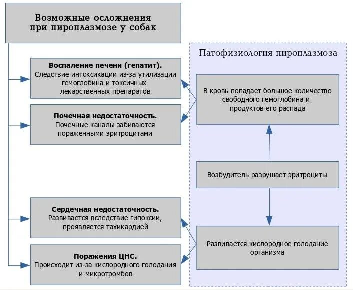 Лечение пироплазмоза у собак схема лечения. Схема лечение при бабезиозе у собак. Схема лечения от пироплазмоза у собак. Бабезиоз собак патогенез пироплазмоз. Пироплазмоз собак схема лечения.