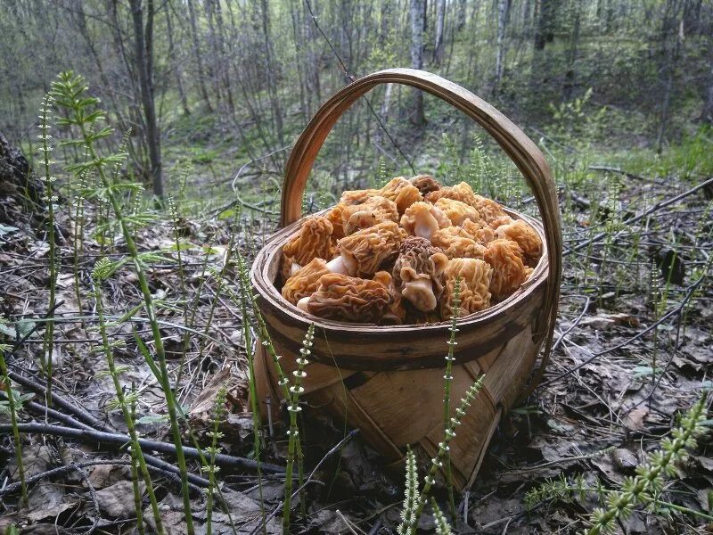 в лес за грибами. грибы в лесу. в лес за грибами. рассказы грибников. гигантские грибы.