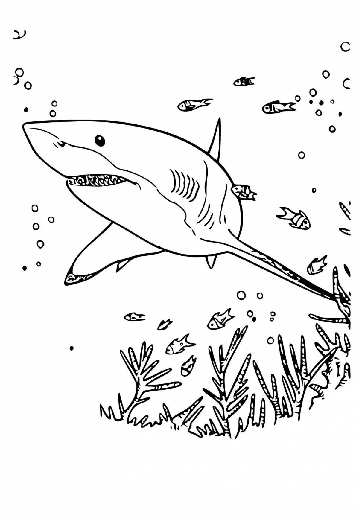 Раскраски акула. Акула раскраска. Акула раскраска для детей. Акула рисунок для детей раскраска. Морские обитатели раскраска акула.