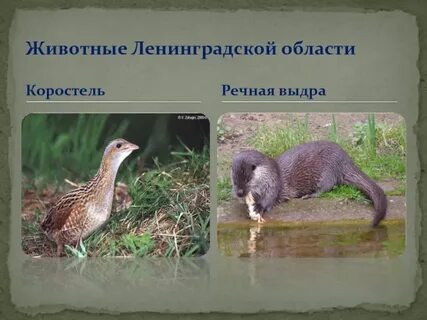 Редкие животные ленинградской