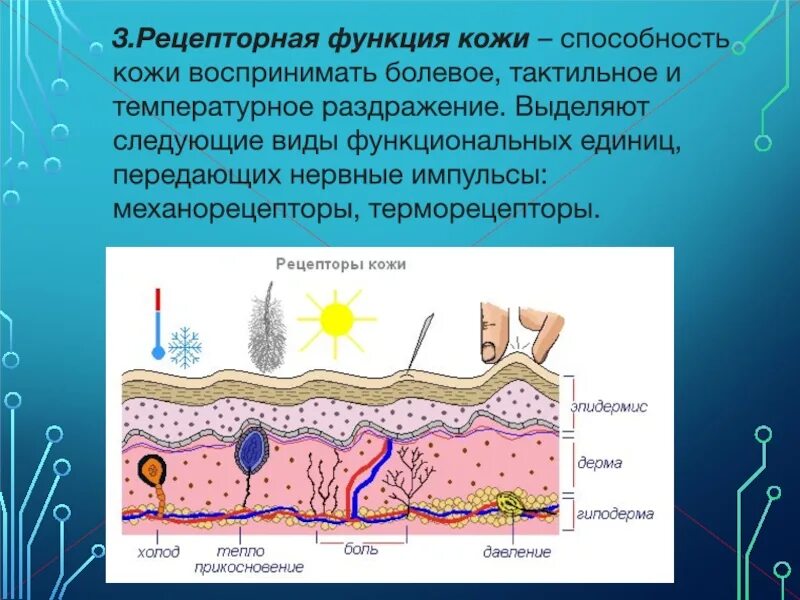 Рецепторная функция кожи. Рецепторная функция кожи человека. Тактильные и температурные рецепторы кожи. Пецепторная функцмв Кожр. Кожа способна к