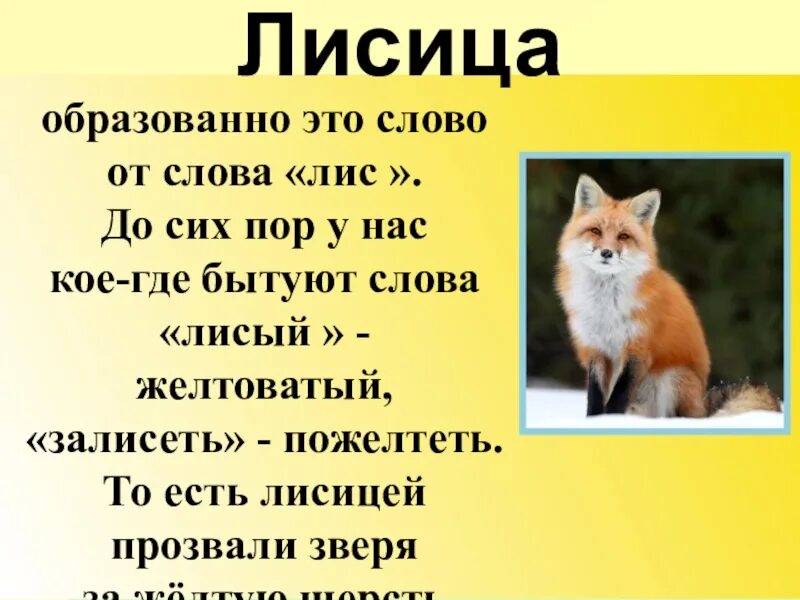 Охота на лисицу слова текст. Лиса текст. Слово лисица. Текст о лисах. Слова про лису.