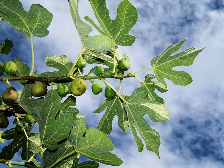 инжир смоковница. инжир смоковница. инжир фиговое дерево. плод дерево инжир. инжир фиговое дерево.
