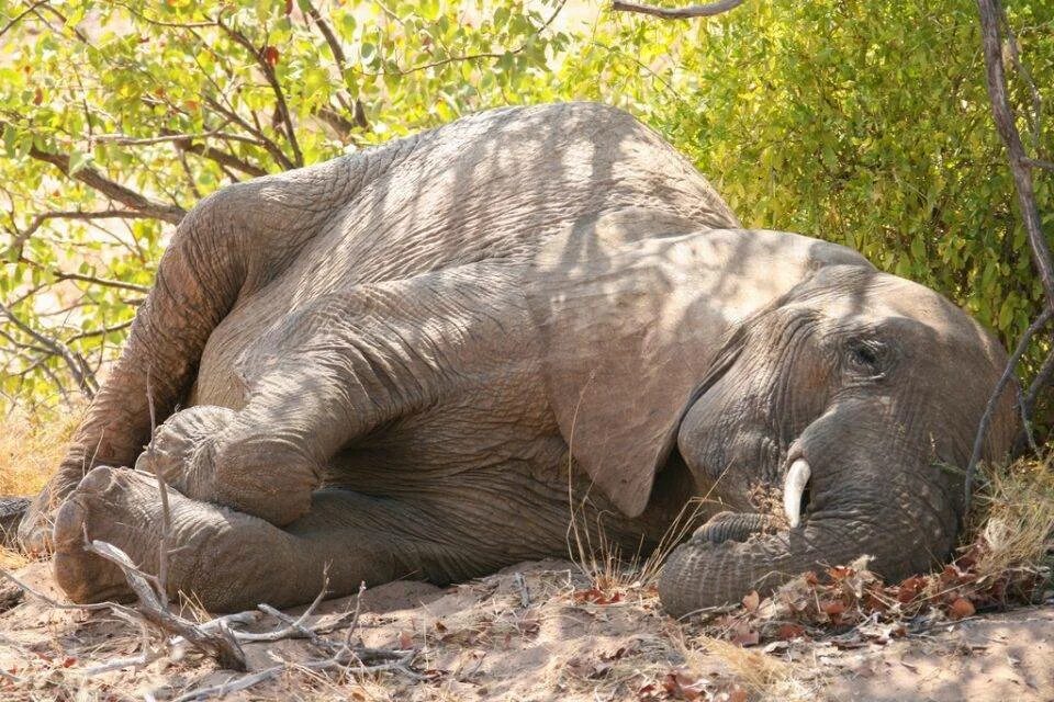 Животное которое плавает на спине. Спящие коалы. Коала джамин 22 см. Спящий жираф. Какое животное лежит.