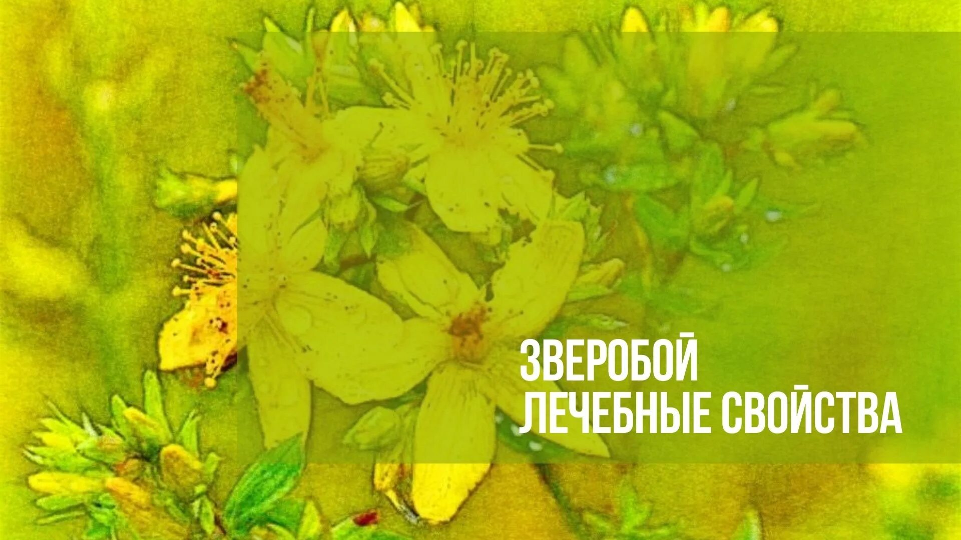 Зверопой слушать. Зверобой куст в лесу. Семена зверобой продырявленный. Клипы группы зверобой. Зверобой луговой.