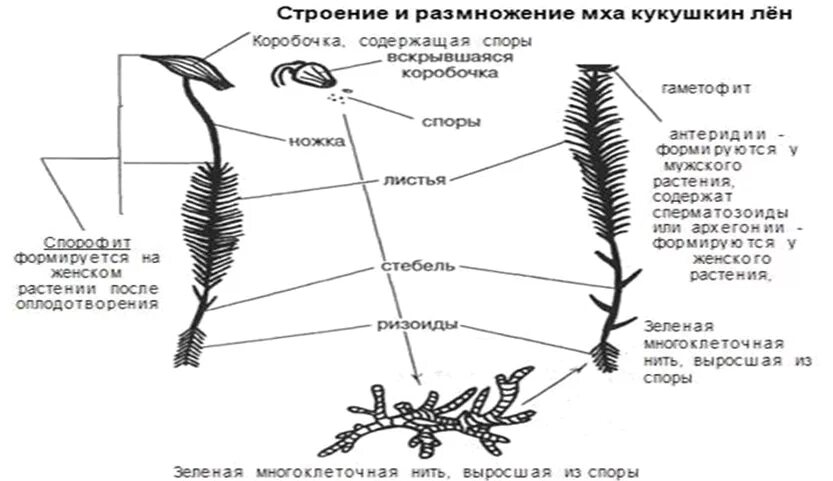 Строение мха Кукушкина льна. Кукушкин лен схема строения. Строение мха Кукушкин лен. Строение мха Кукушкин лен рисунок.