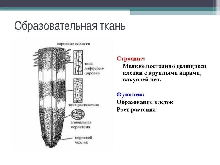 Меристема рост в длину. Ткани растений образовательная ткань строение и функции. Строение клеток образовательной ткани у растений. Строение образовательной ткани растений. Образовательные ткани растений строение и функции.