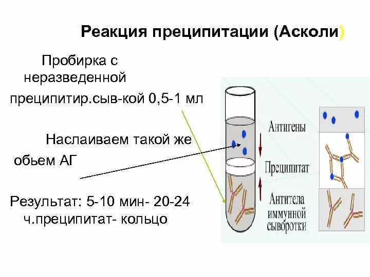 Реакция термопреципитации по Асколи. Реакция по Асколи Сибирская язва. Реакция преципитации по Асколи схема постановки. Реакция преципитации микробиология схема.