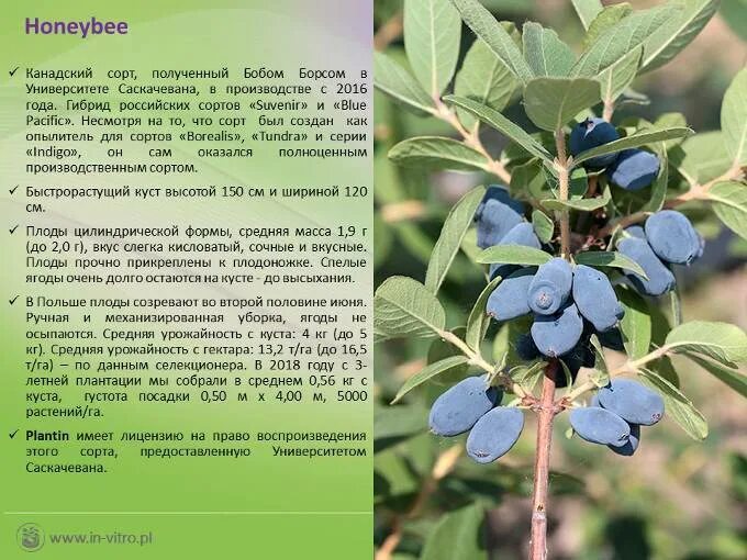 Жимолость Indigo Gem. Жимолость Камчатская Indigo Gem. Жимолость съедобная индиго джем. Жимолость Хонеби.