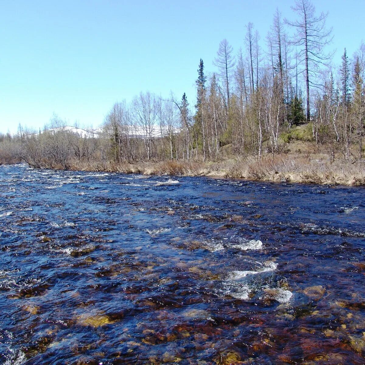 Колотушка для кедра. Плакат тайга. Не работает тайга. Иланский озеро таежное. Не работает тайга.