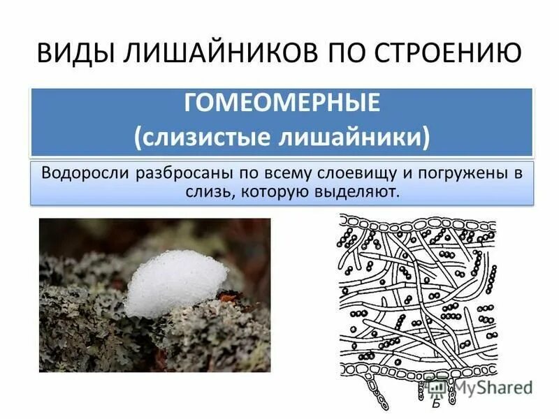 Лишайник комплексный организм