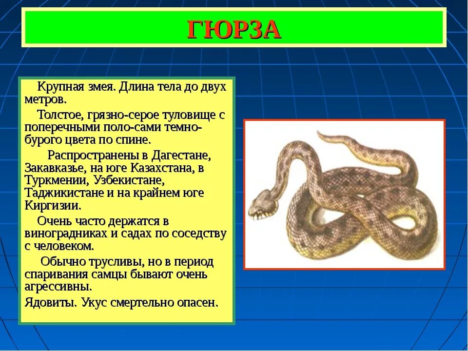 Истории про змеи. Гюрза змея Среднеазиатская. Змея Гюрза описание. Ядовитые змеи Гюрза. Степная гадюка Гюрза.