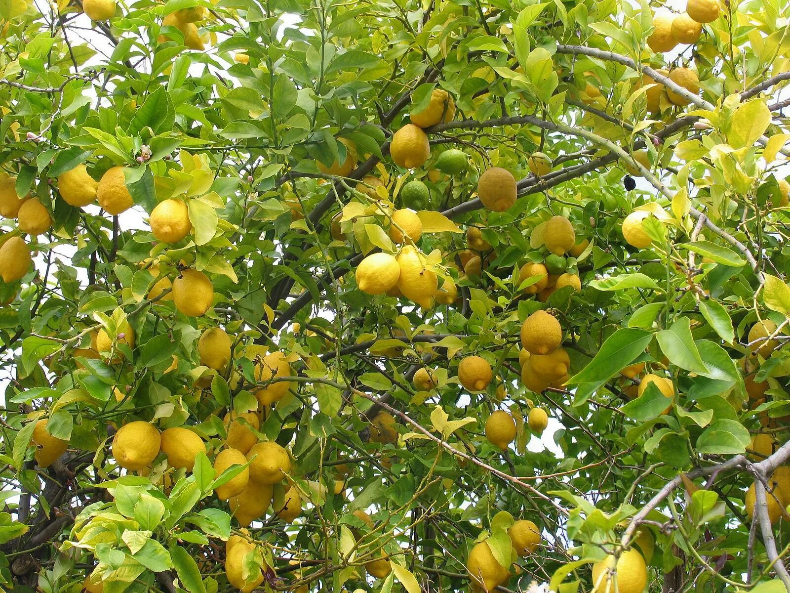 Лимон растет в россии. Сады Лимонов Сорренто. Ленкоранские лимоны. Лимонник кустовой желтые плоды. Лимонное дерево в Индии.