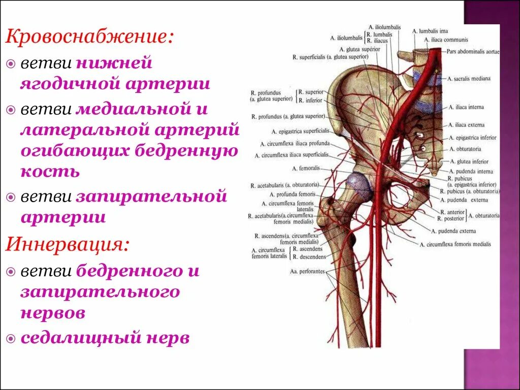 Тазобедренный сустав кровоснабжение и иннервация. Подвздошная артерия Неттер. Таз кровоснабжение и иннерваци. Кровоснабжение и иннервация таза.