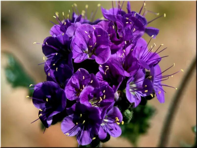 Фацелия пижмолистная Phacelia tanacetifolia. Фацелия медонос. Афцелия. Фацелия скрученная.