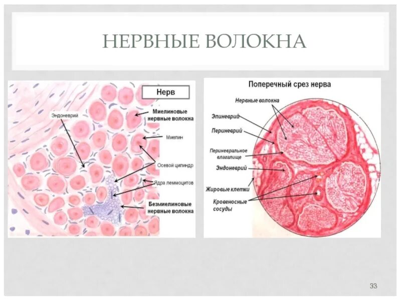 Нервно поперечный срез функции. Поперечный срез периферического нерва препарат. Строение нерва поперечный разрез. Нервно поперечный срез функции. Поперечный срез периферического нерва препарат.