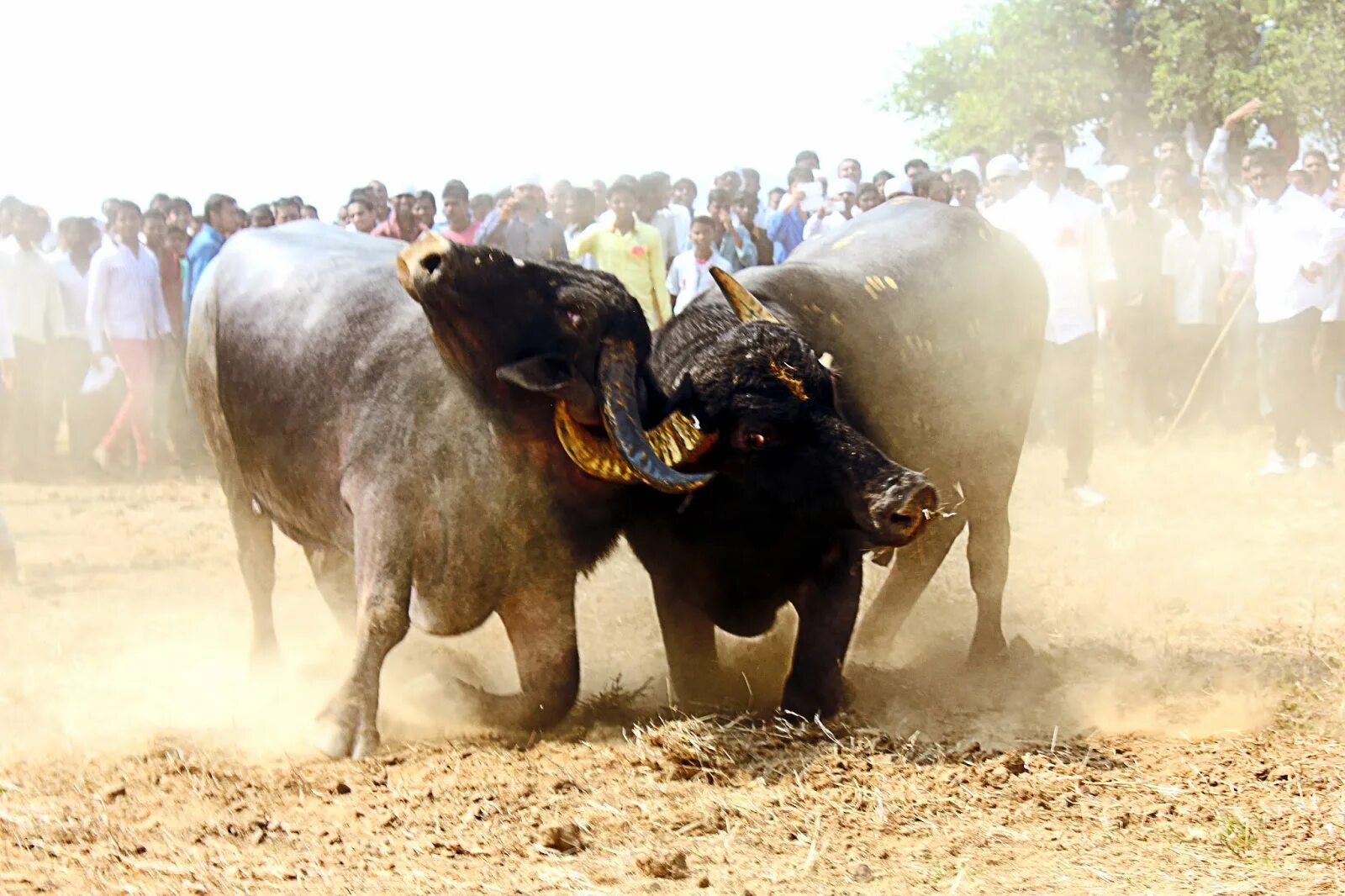 Гоа катание на буйволах. Огромные Буйволы на пляже Гоа. Buffalo sick Thailand.