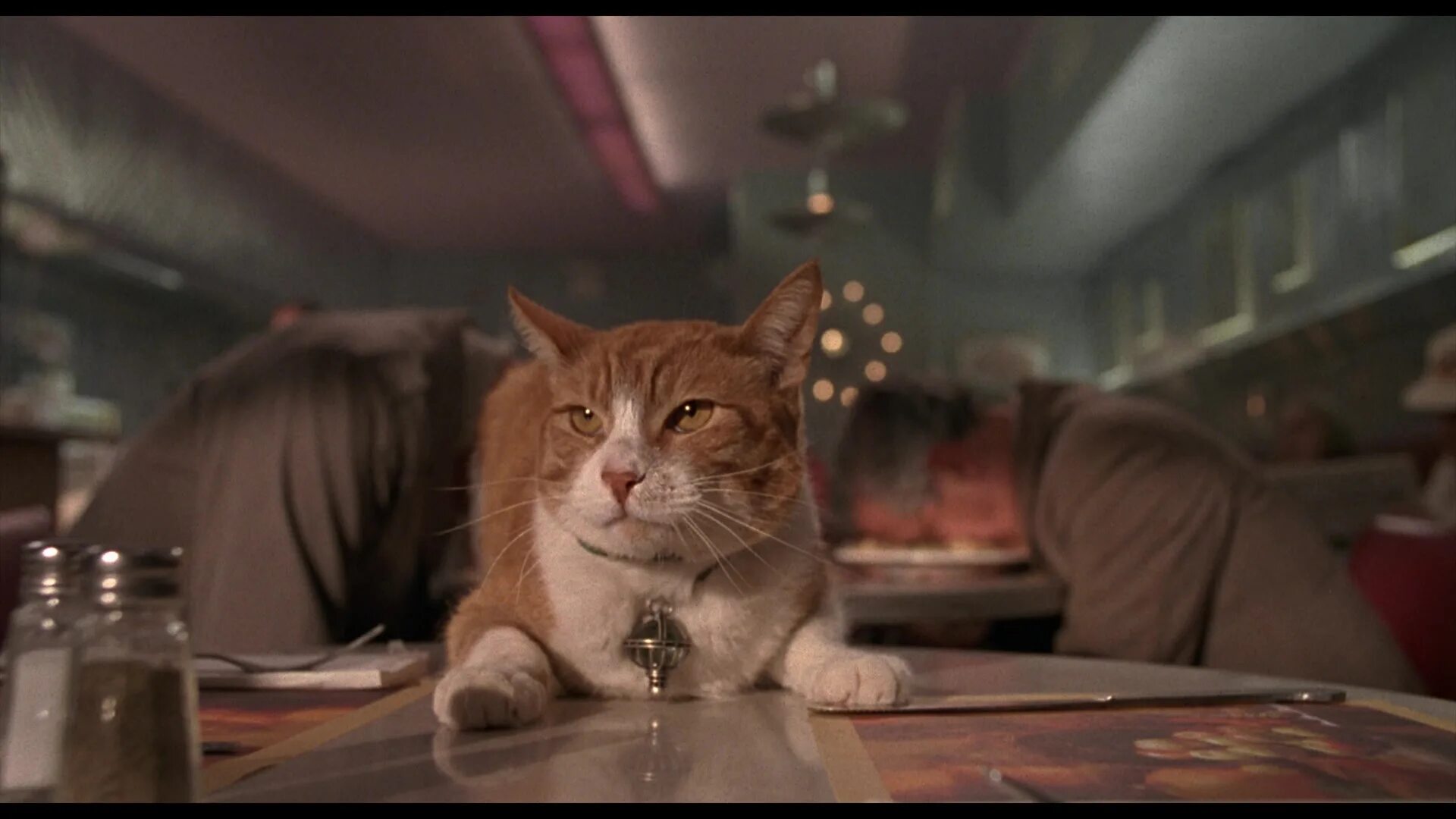 Линда фиорентино в фильме люди в черном. Кот из люди в черном. Кот из люди в черном. Кот из люди в черном. Люди в черном кот.