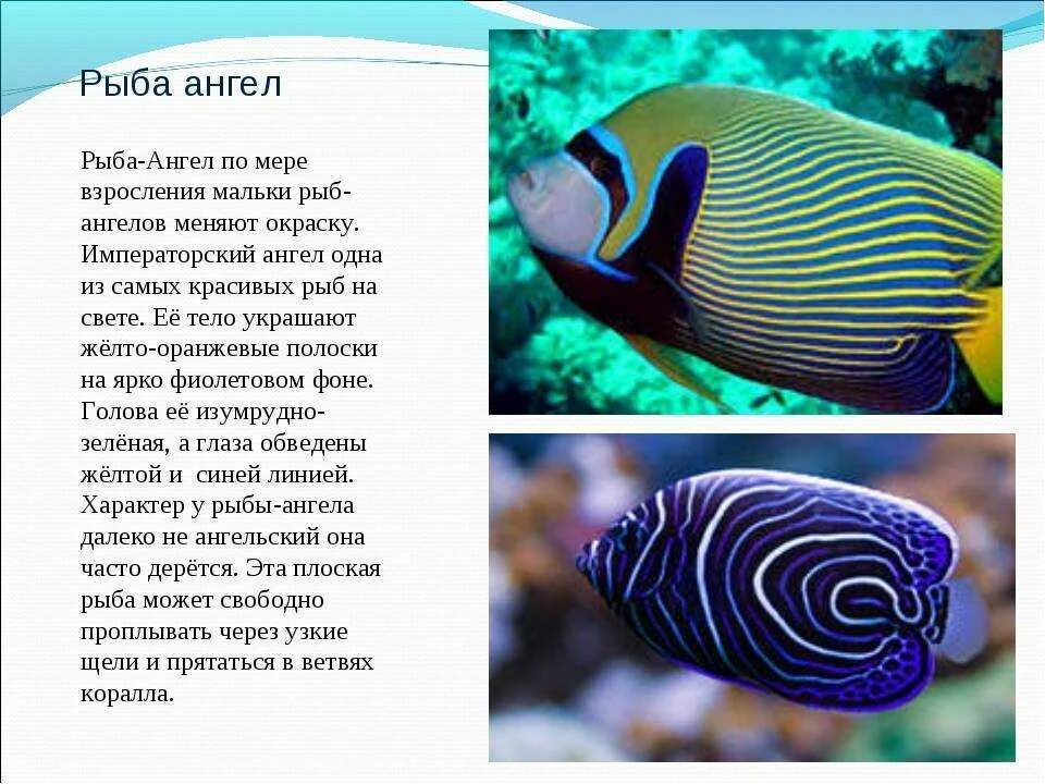 Морские рыбы доклад. Рыба бабочка. Рыба ёж интересные факты. Рыба для презентации. Интересные рыбы.