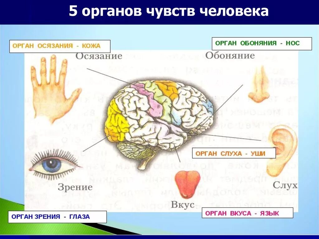 Два органы чувства. Органы чувств. Чувства и органы чувств человека. Органы чувств у человека названия. Перечислите органы чувств человека.