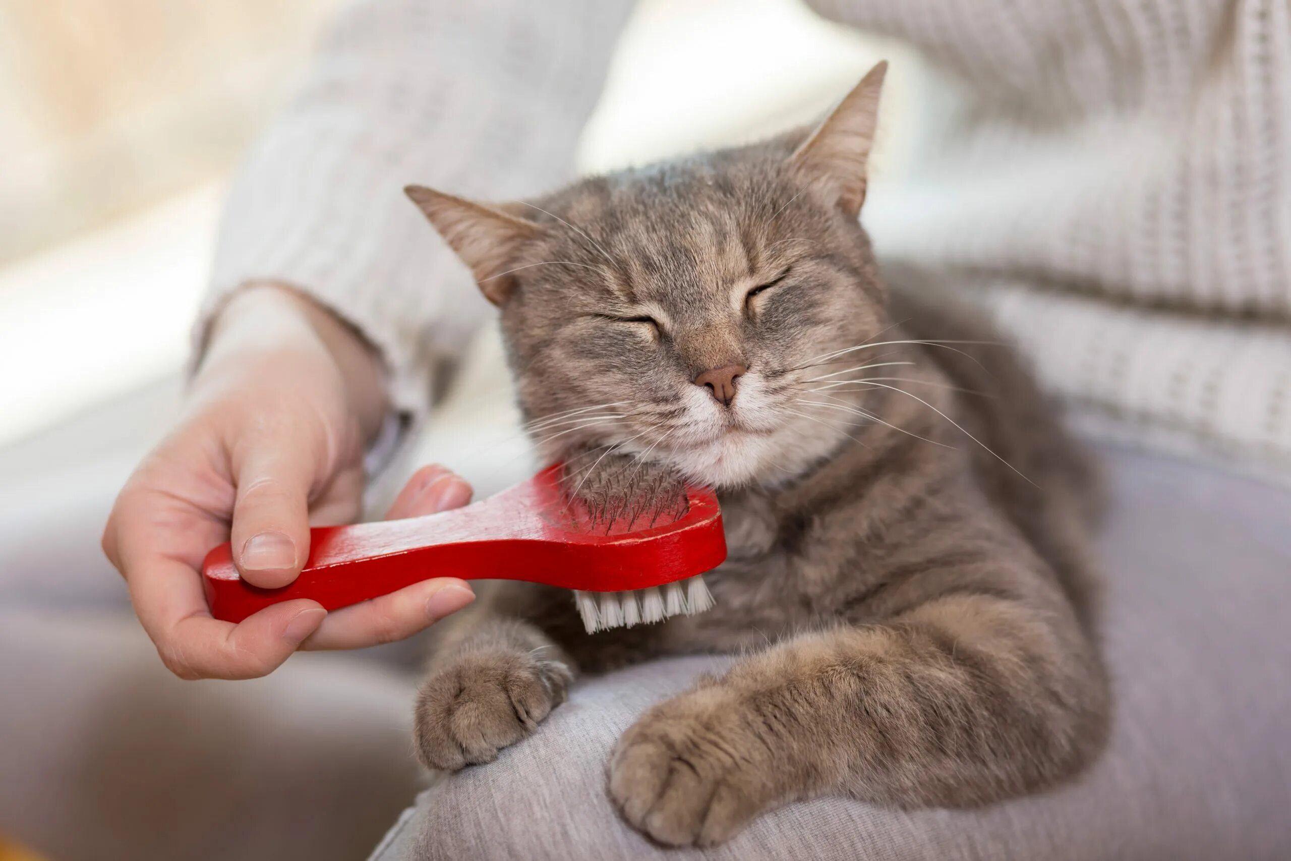 Вычесывание кошек. Кота причесывают. Груминг кошек вычесывание. Кота причесывают. Кота причесывают.