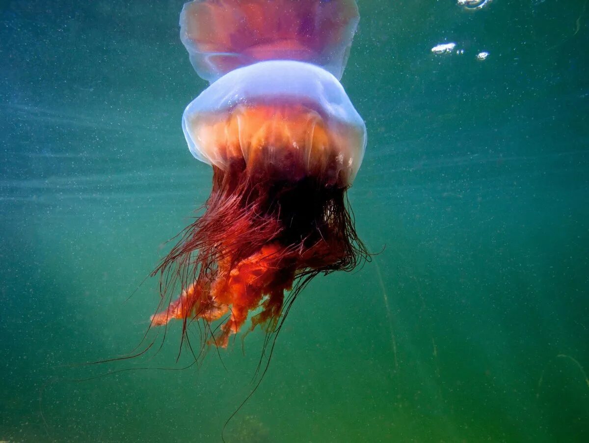 Номура. Медуза цианея. Арктическая медуза цианея. Полярная медуза цианея. Медуза волосистая цианея.