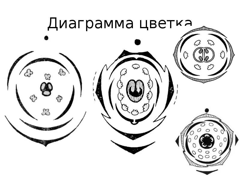 Диаграмма цветка хвойных растений. Подорожниковые диаграмма цветка. Диаграммы цветков покрытосеменных. Диаграмма цветка покрытосеменных. Диаграмма цветка голосеменных.