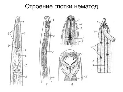 Передний конец