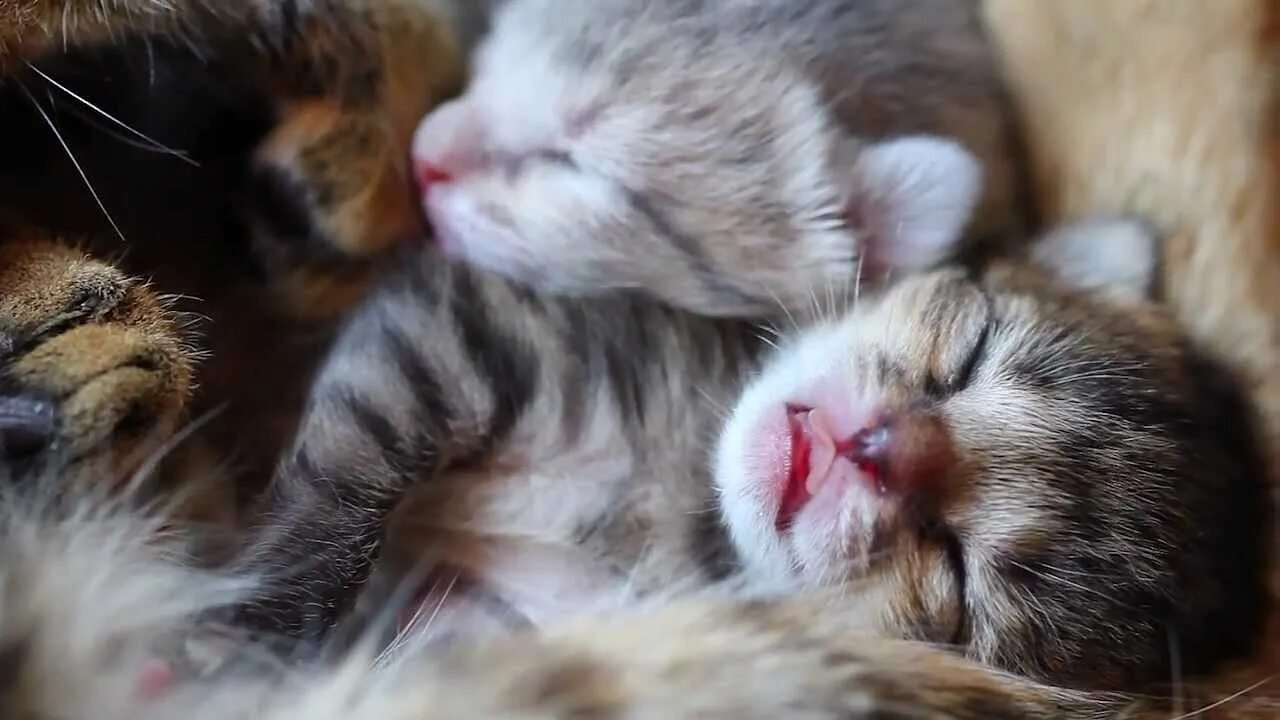 Внутрь киски мамы. Котики обнимаются. Милые котики. Котенок целует.